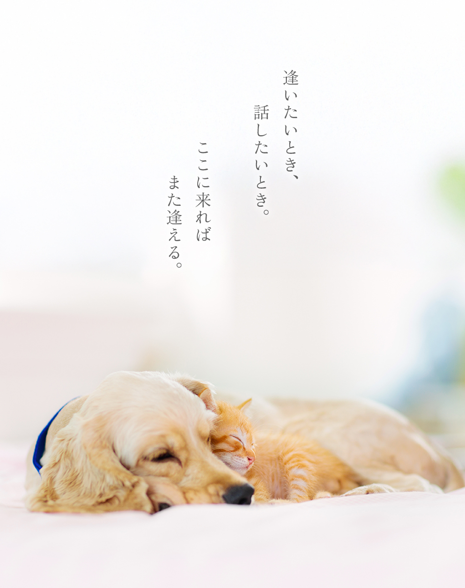 逢いたいとき、話したいとき。ここに来ればまた逢える。